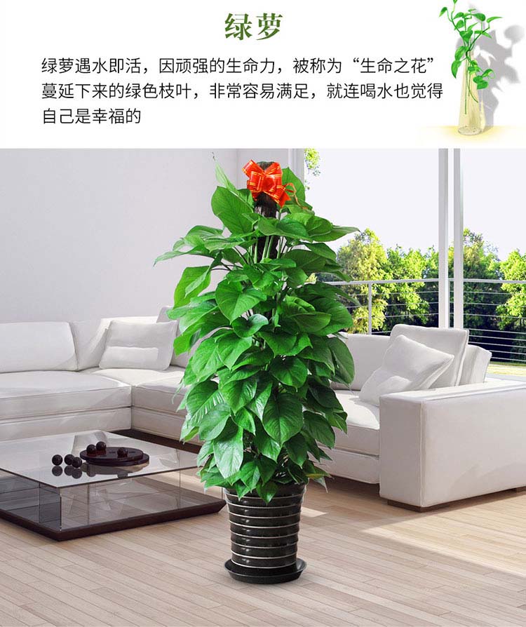 1515639433239341.jpg 北京綠植租擺公司