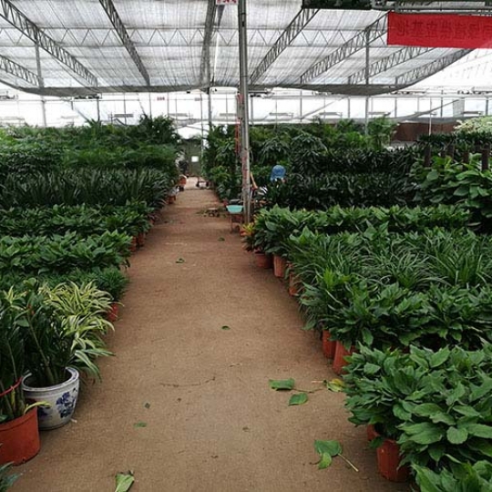 綠植展廳